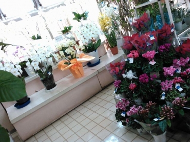 「小沢園芸」　（広島県安芸郡海田町）の花屋店舗写真3